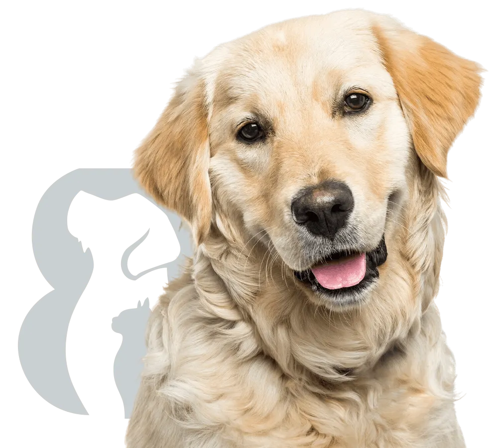 adorable golden retriever dog