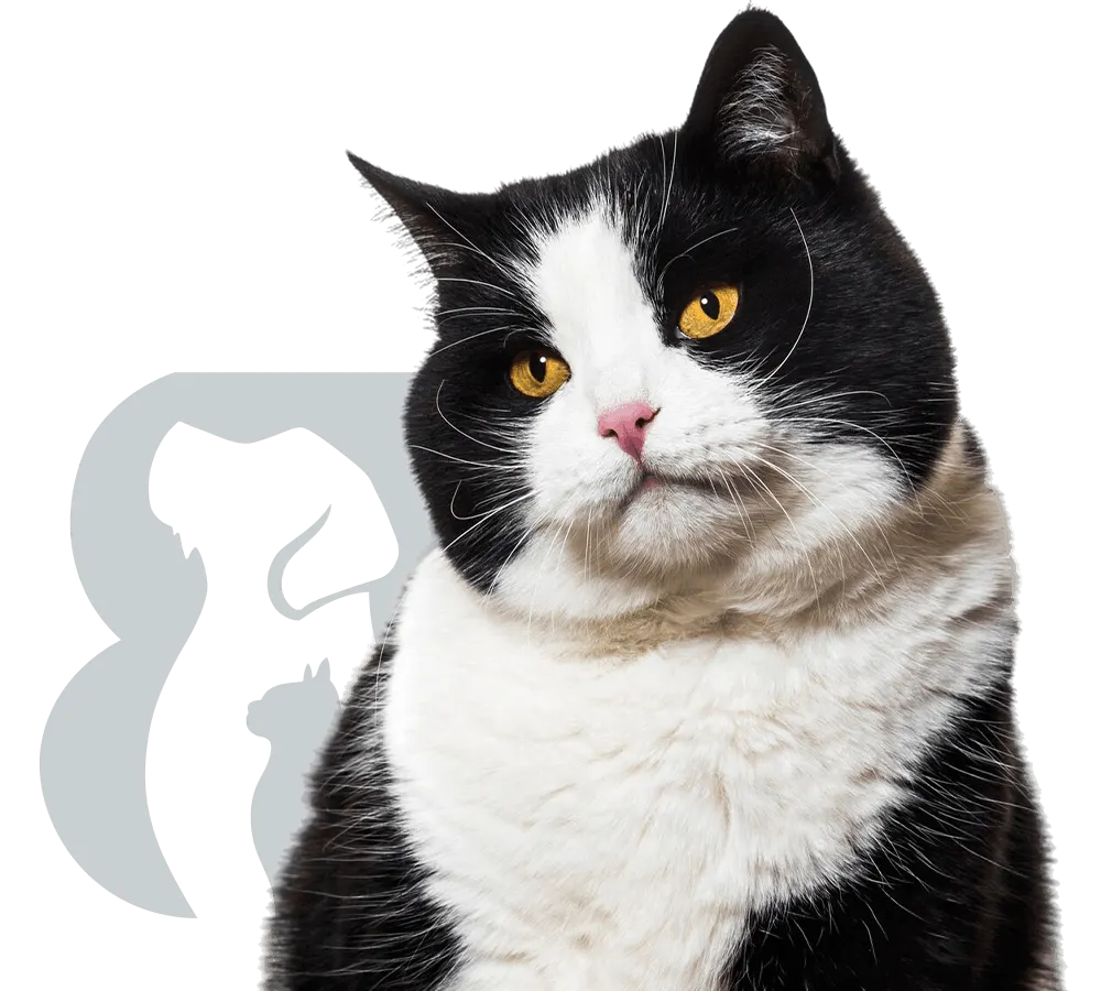 black and white chubby car