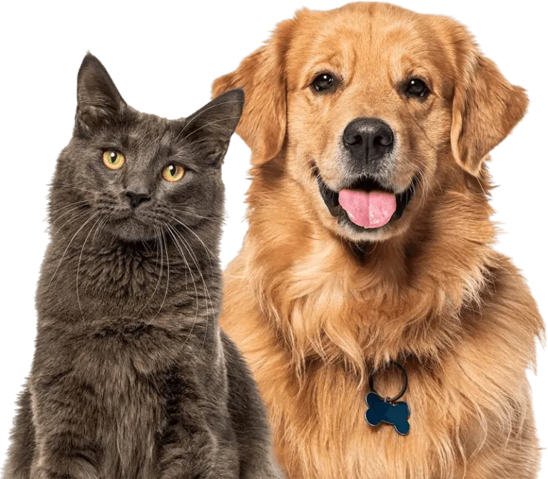 gray cat and golden retriever dog together