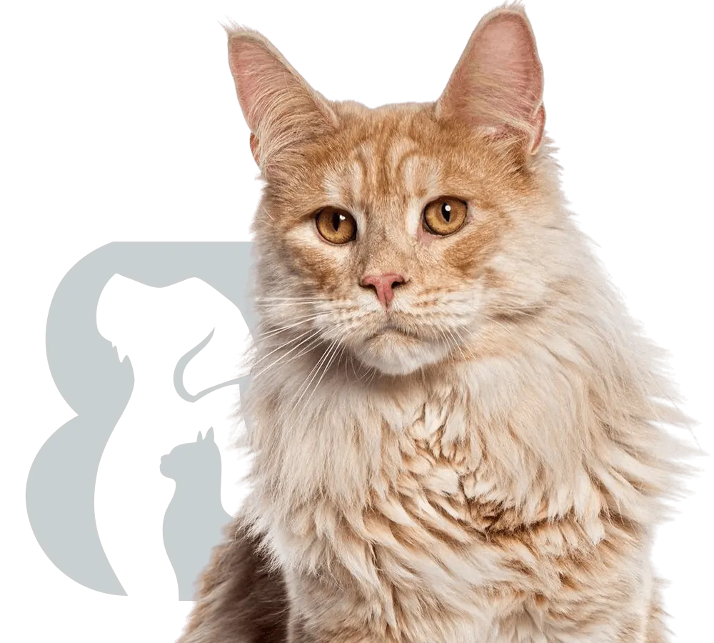 maine coon cat looking away