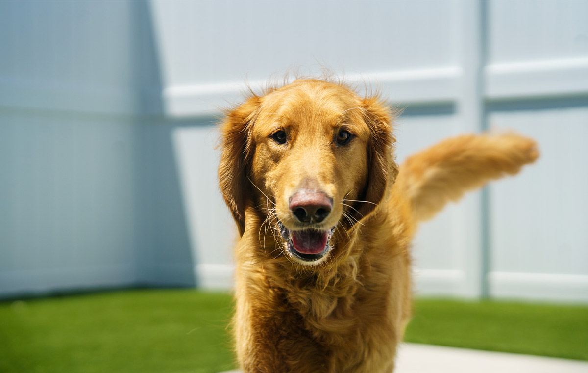 adorable golden retriever dog at bellaire animal medical center