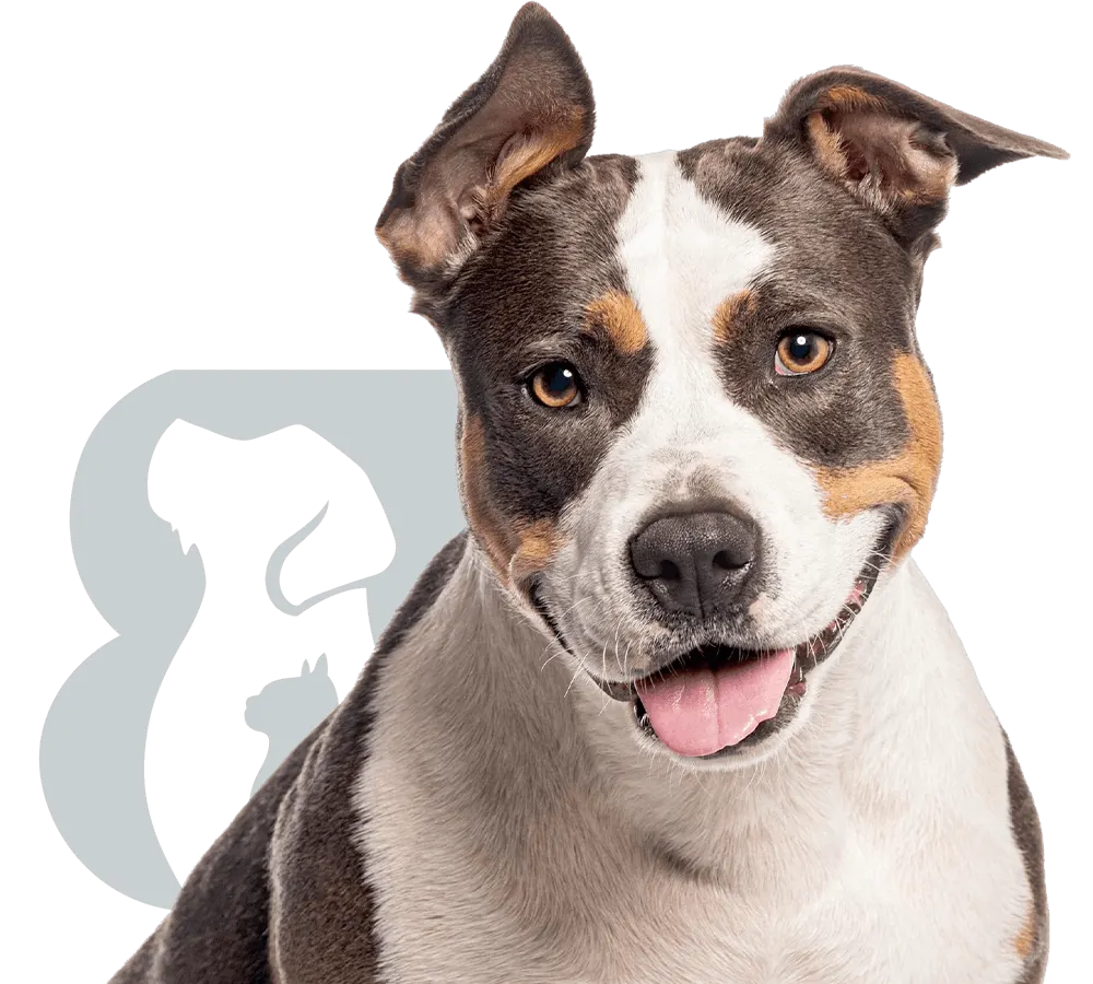 smiling bull terrier dog